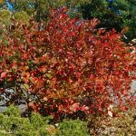 Autumn Magic Chokeberry