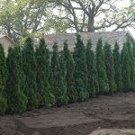 Evergreen Trees