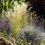Mexican Feathergrass